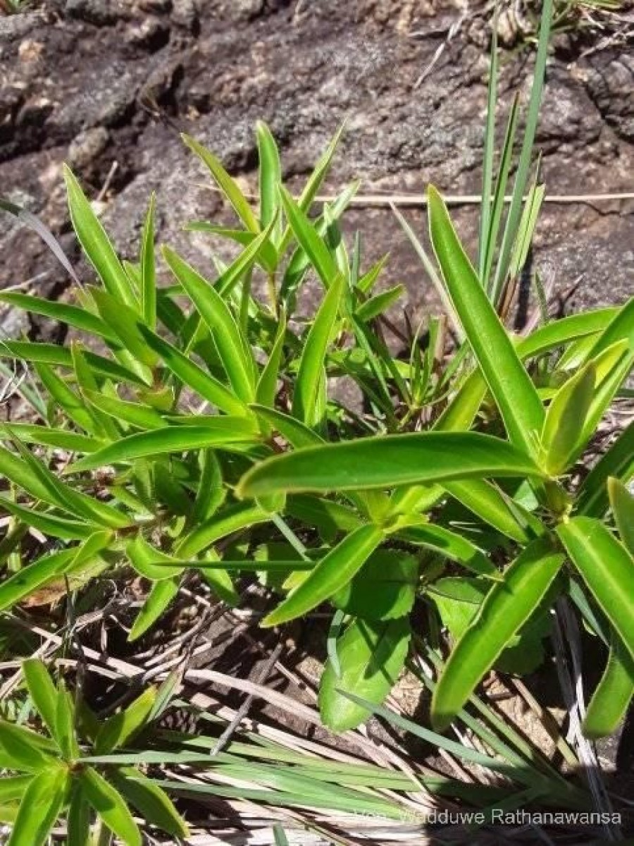 Knoxia spicata (Thwaites ex Trimen) Ridsdale